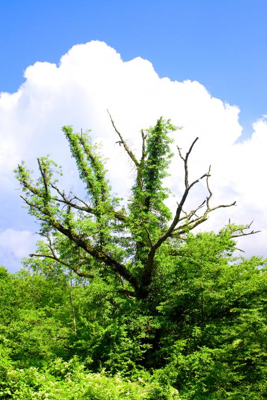 Free stock image of tree created by 2happy