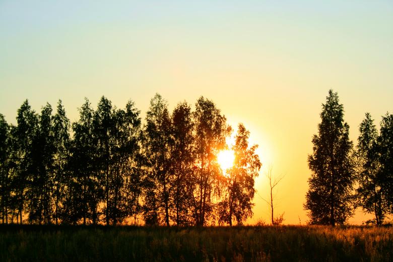 Free stock image of trees created by 2happy