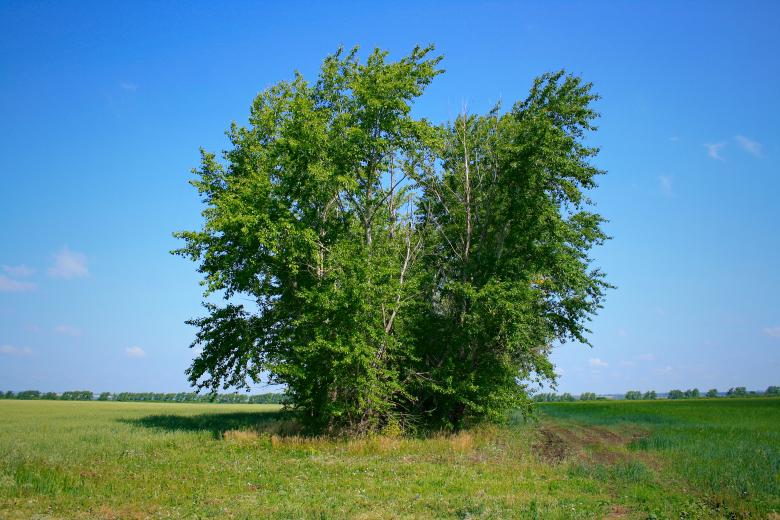 Free stock image of tree created by 2happy