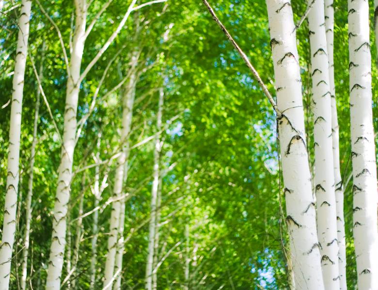 Free stock image of trees created by 2happy