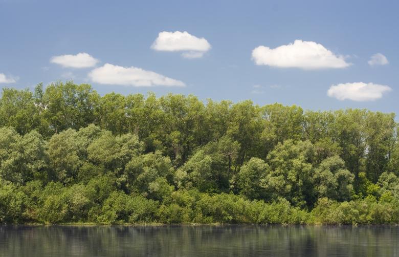 Free stock image of trees created by 2happy