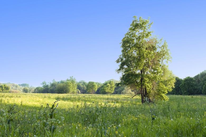 Free stock image of tree created by 2happy