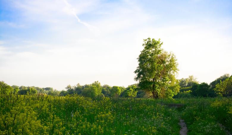 Free stock image of tree created by 2happy