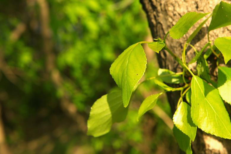 Free stock image of leaves created by 2happy