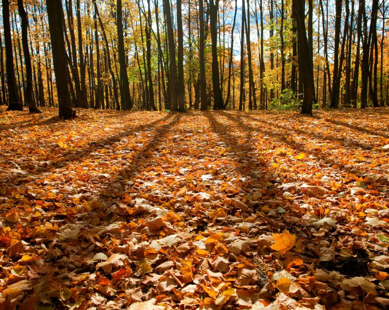 Free stock image of autumn created by 2happy