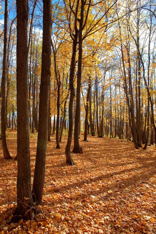 Free stock image of autumn created by 2happy