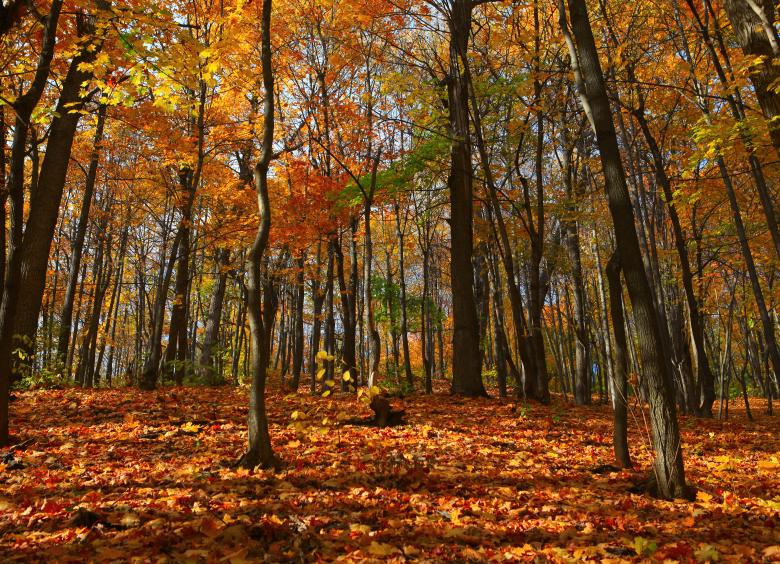 Free stock image of autumn created by 2happy