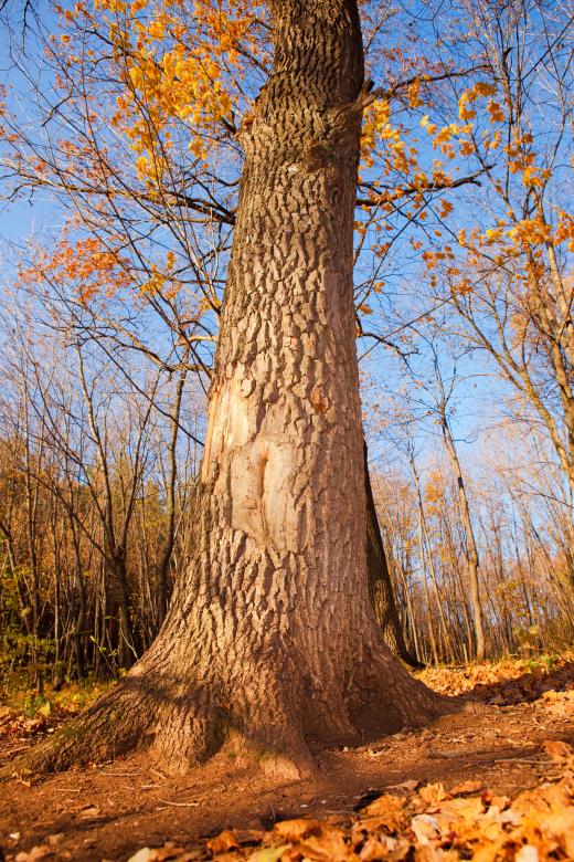 Free stock image of autumn created by 2happy