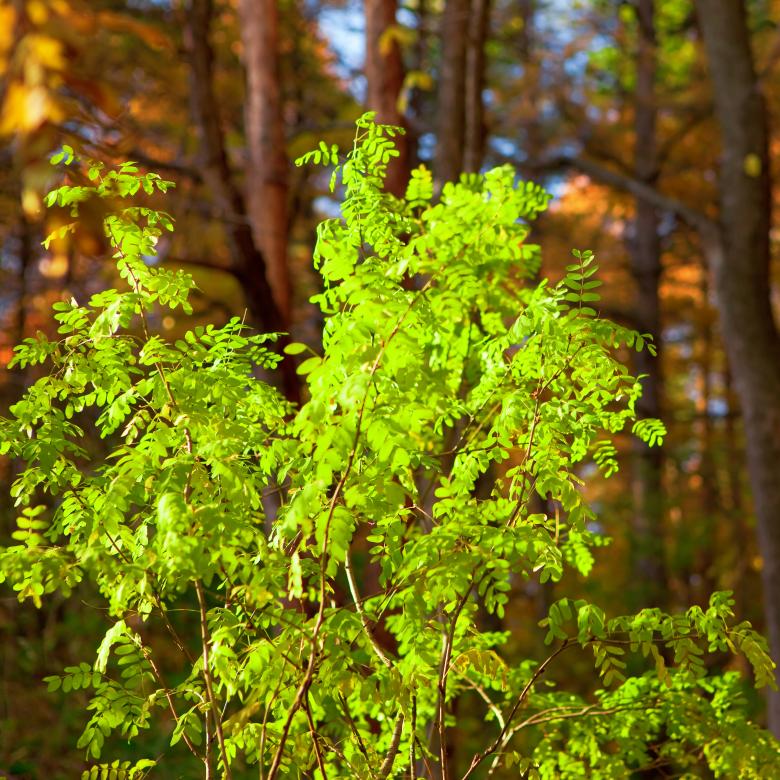 Free stock image of green leaves created by 2happy