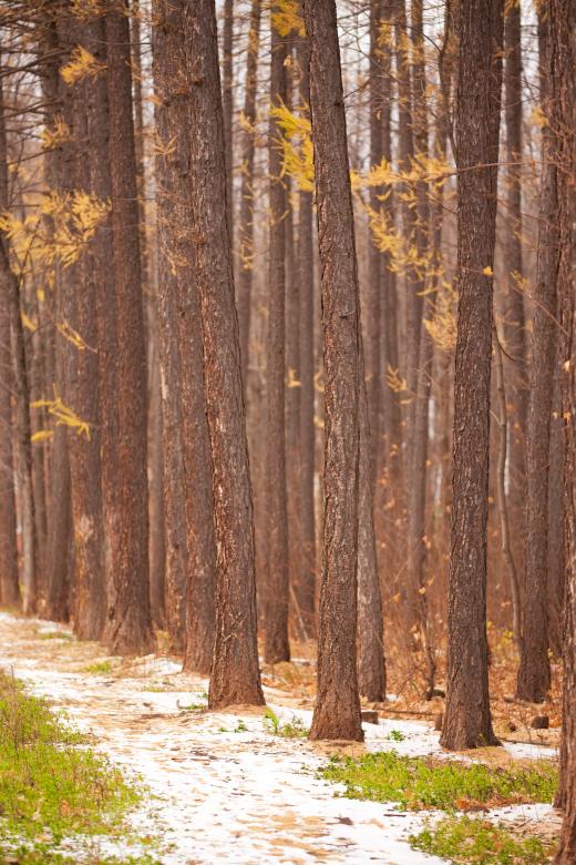 Free stock image of forest created by 2happy