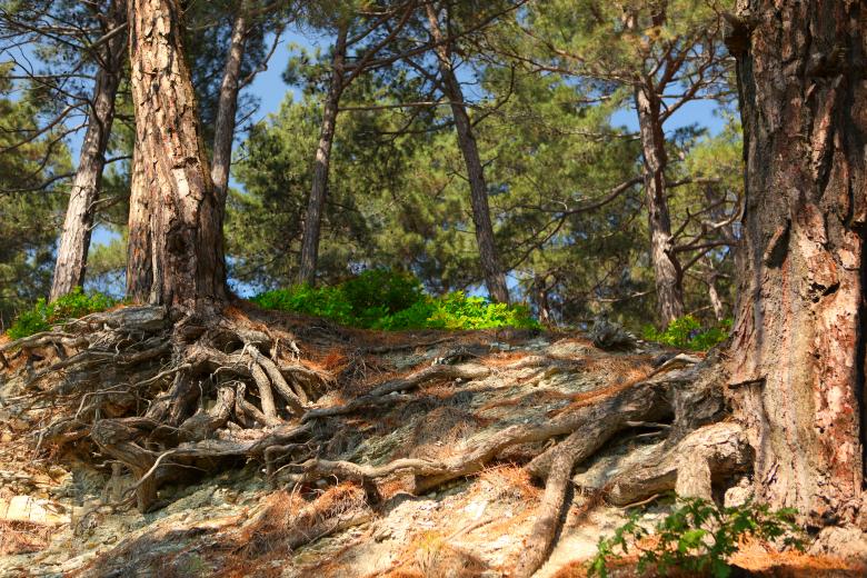 Free stock image of tree roots created by 2happy