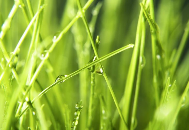 Free stock image of spring green grass created by 2happy