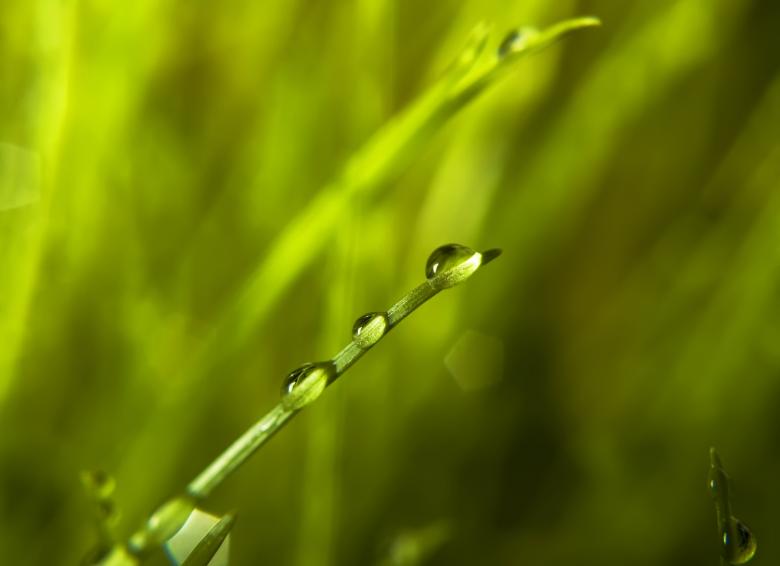 Free stock image of spring green grass created by 2happy