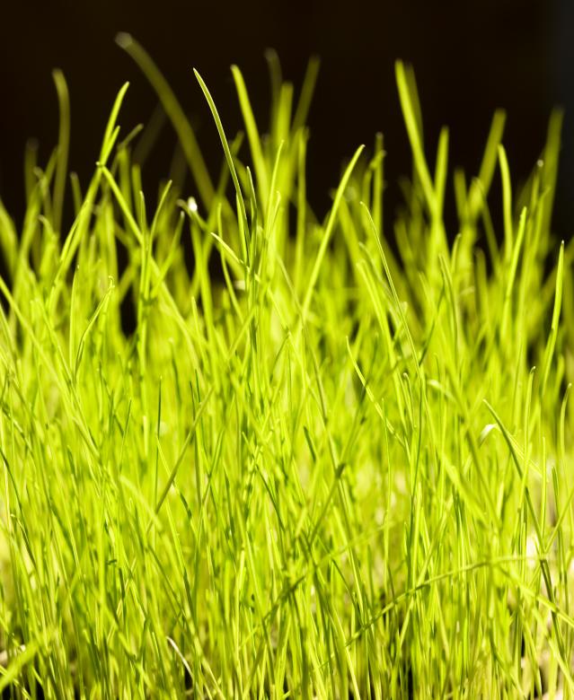 Free stock image of spring green grass created by 2happy