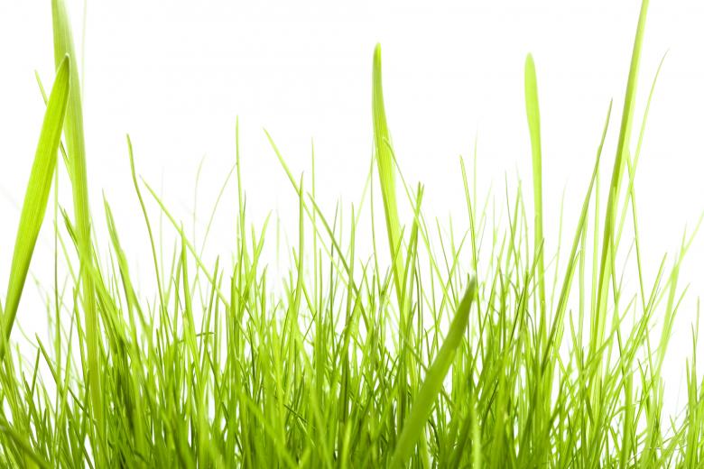 Free stock image of spring green grass created by 2happy