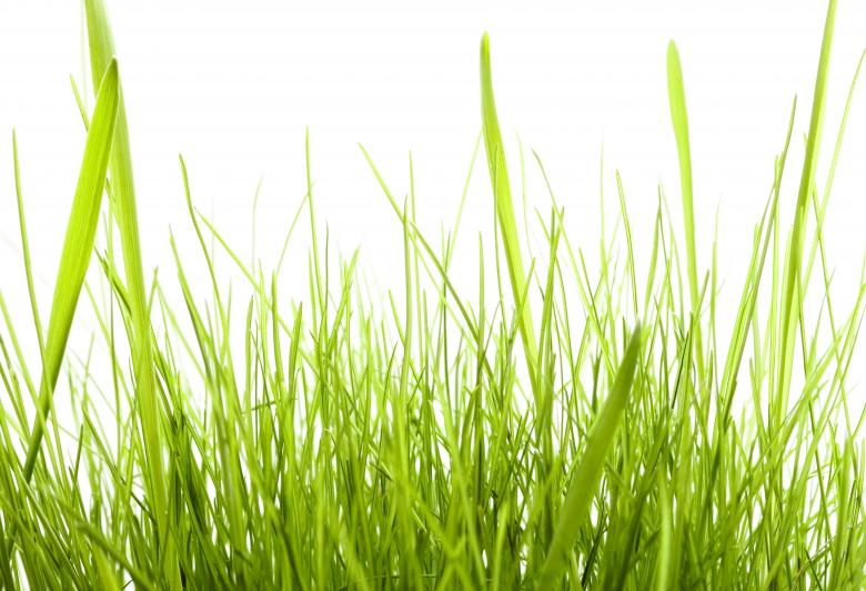 Free stock image of isolated green grass created by 2happy