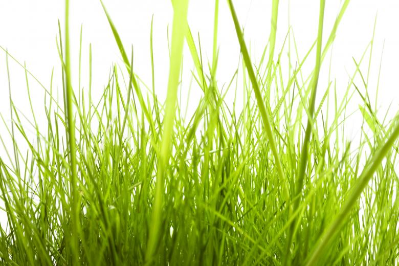 Free stock image of isolated green grass created by 2happy