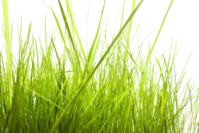 Free stock image of Isolated green grass created by 2happy