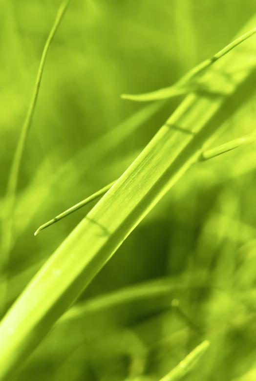 Free stock image of green grass created by 2happy