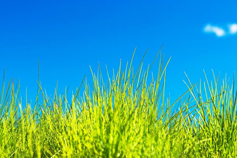 Free stock image of green grass created by 2happy