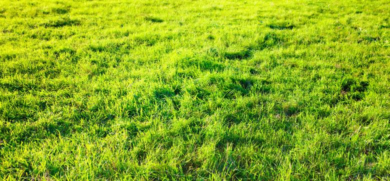 Free stock image of green grass created by 2happy