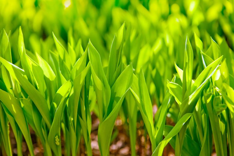 Free stock image of Green Grass Sprouts created by 2happy