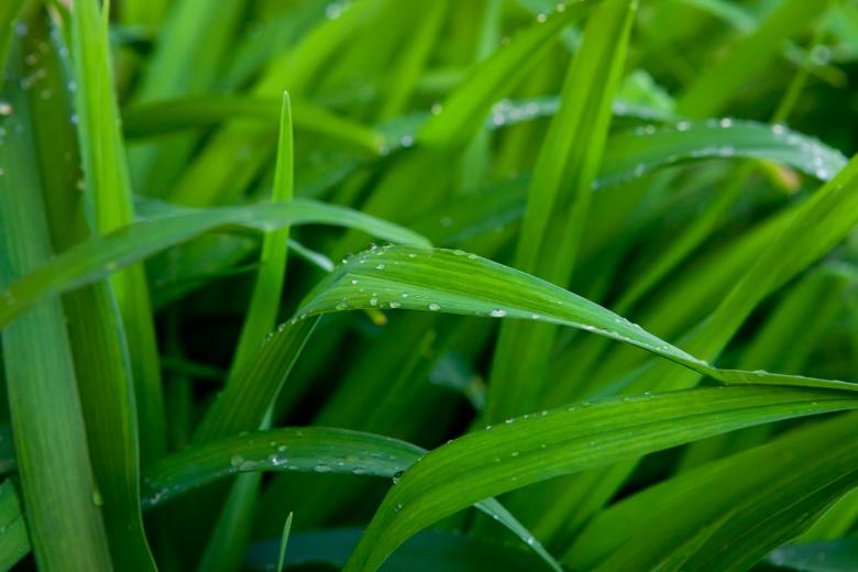 Free stock image of green grass created by 2happy