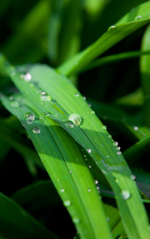 Free stock image of green grass created by 2happy
