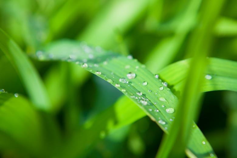 Free stock image of green grass created by 2happy