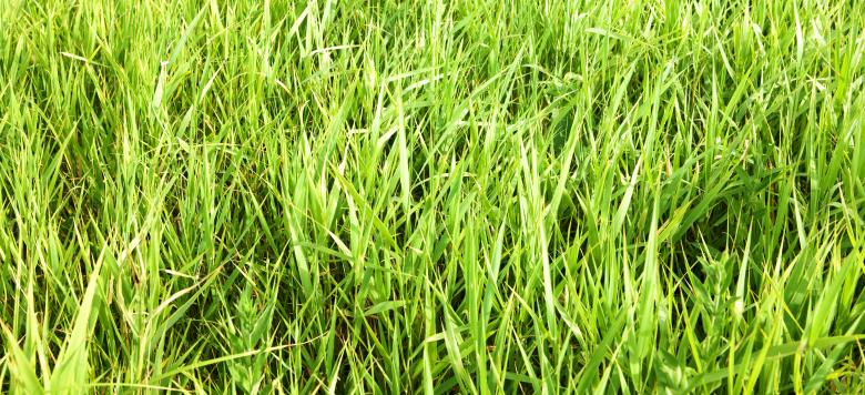 Free stock image of green grass created by 2happy