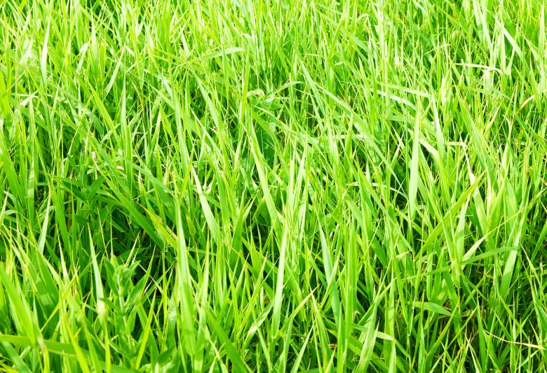 Free stock image of green grass created by 2happy