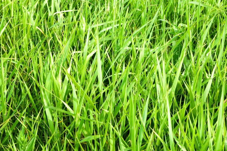 Free stock image of green grass created by 2happy