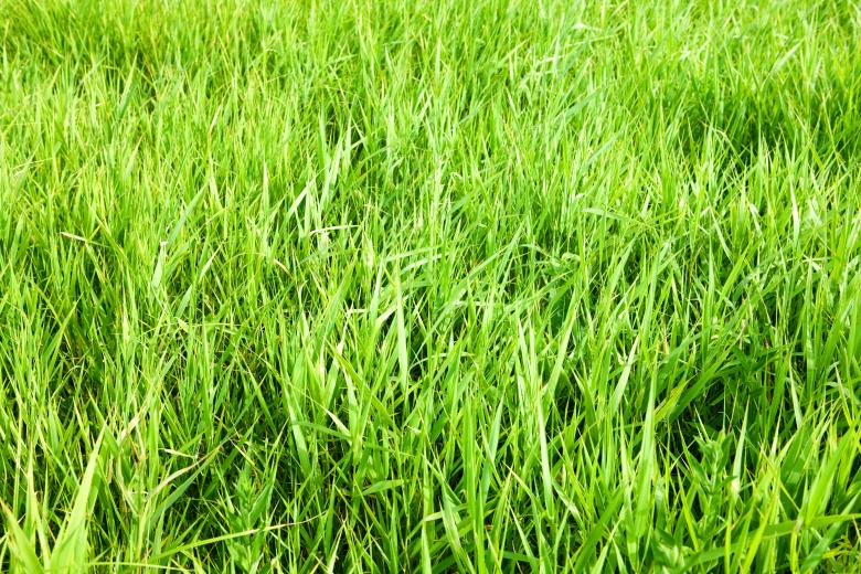 Free stock image of green grass created by 2happy