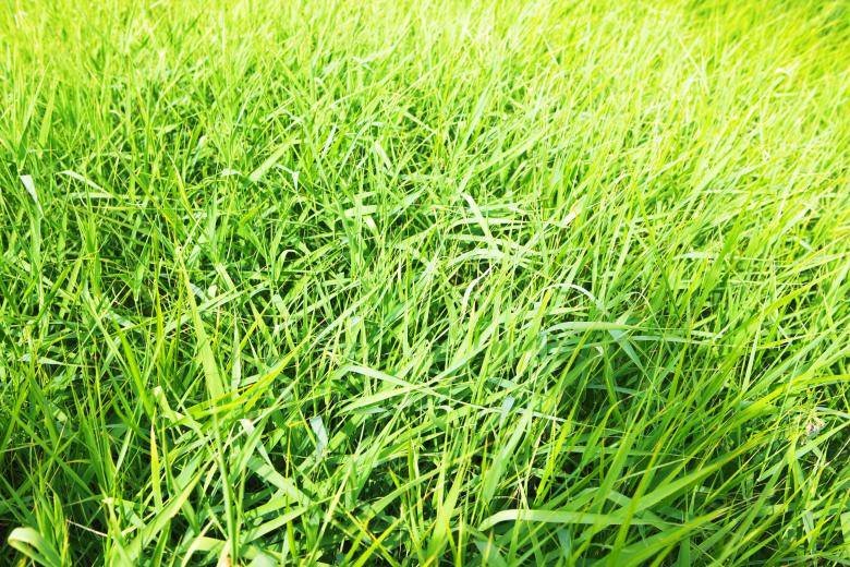 Free stock image of spring green grass created by 2happy