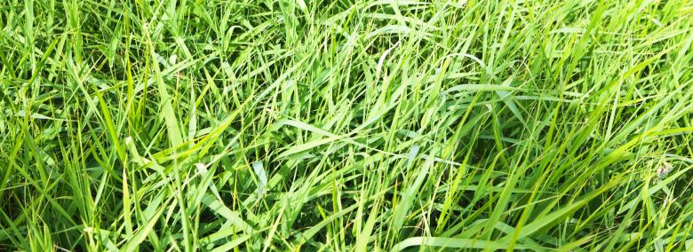 Free stock image of spring green grass  created by 2happy
