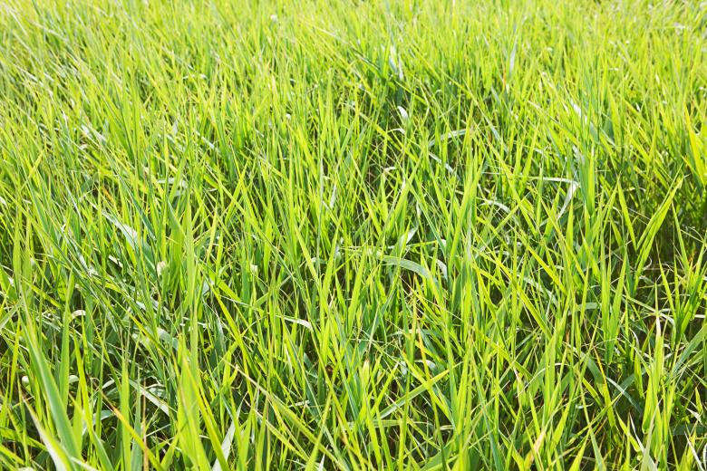 Free stock image of Spring grass created by 2happy