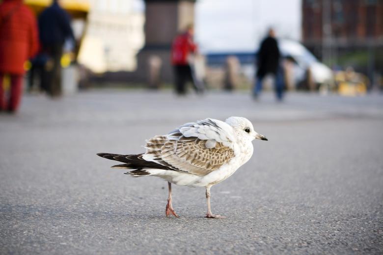Free stock image of Bird created by 2happy