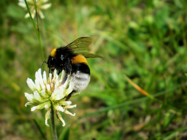Free stock image of Bee created by rudy bagozzi