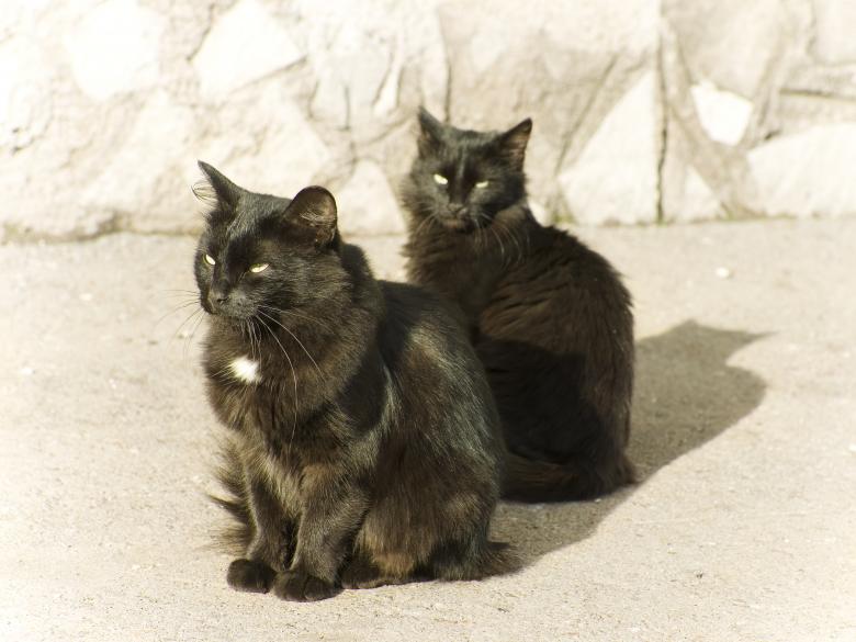 Free stock image of Cats created by 2happy