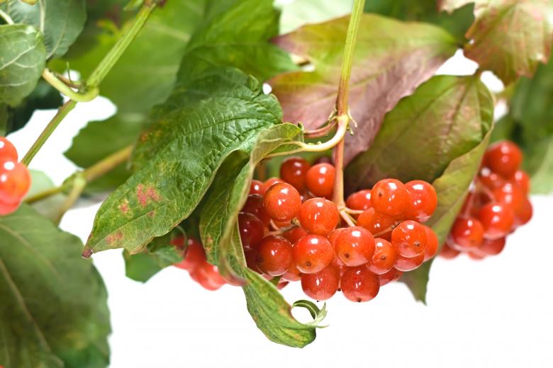 Free stock image of Healthy Eating created by 2happy