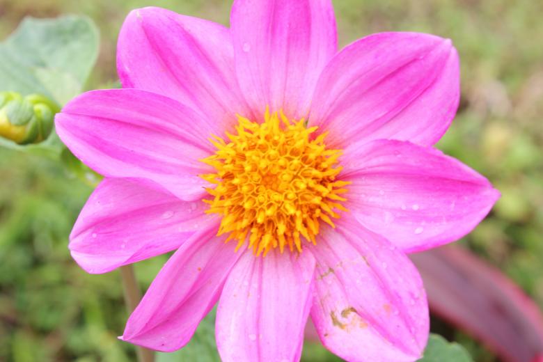 Free stock image of Pink Flower created by Jochanan Wahjudi