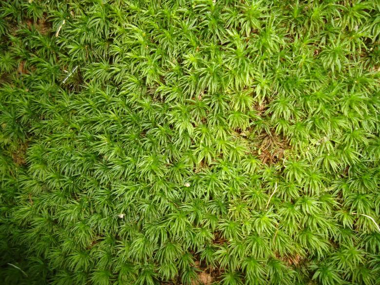 Free stock image of Moss Texture created by João Gomes da Silva Brás