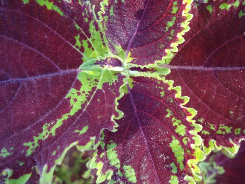 Free stock image of Leaf Texture created by João Gomes da Silva Brás