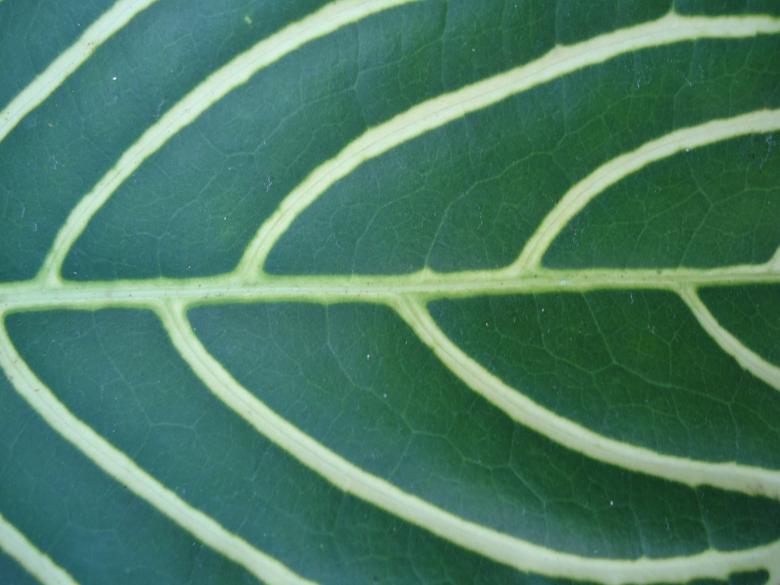 Free stock image of Leaf Texture created by João Gomes da Silva Brás