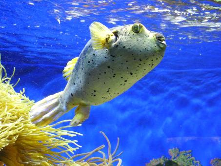 Puffer fish - Free Stock Photo
