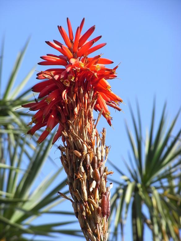Free stock image of Aloe Vera flower created by Jackie Skeate