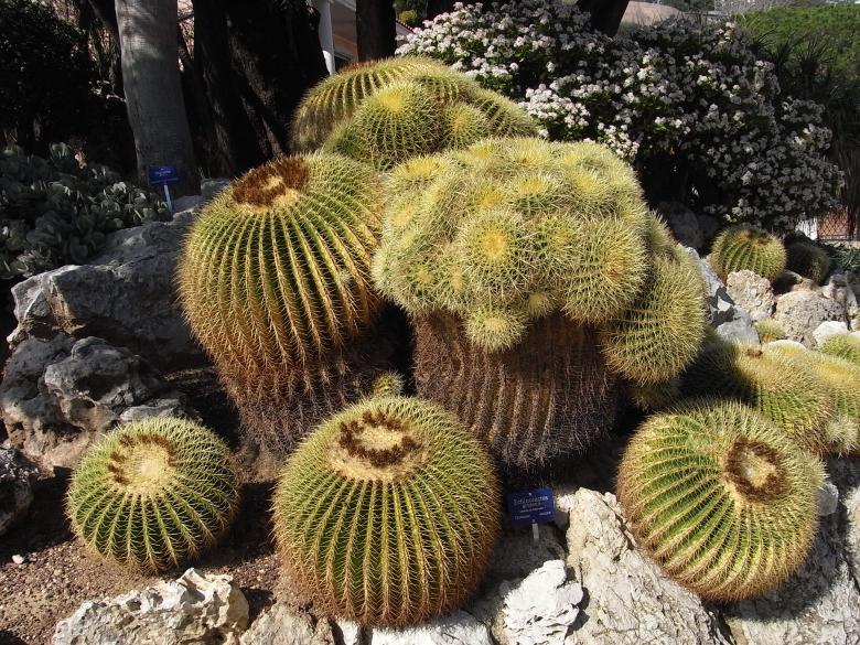 Free stock image of Cactus created by Jackie Skeate