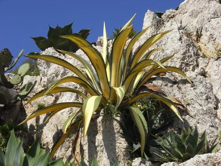 Yellow Century Plant - Free Stock Photo