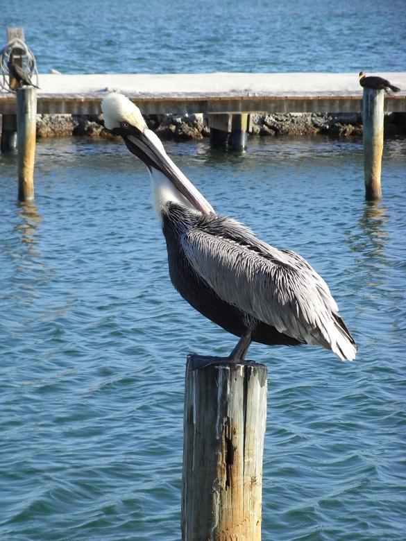 Free stock image of Pelican created by Jackie Skeate