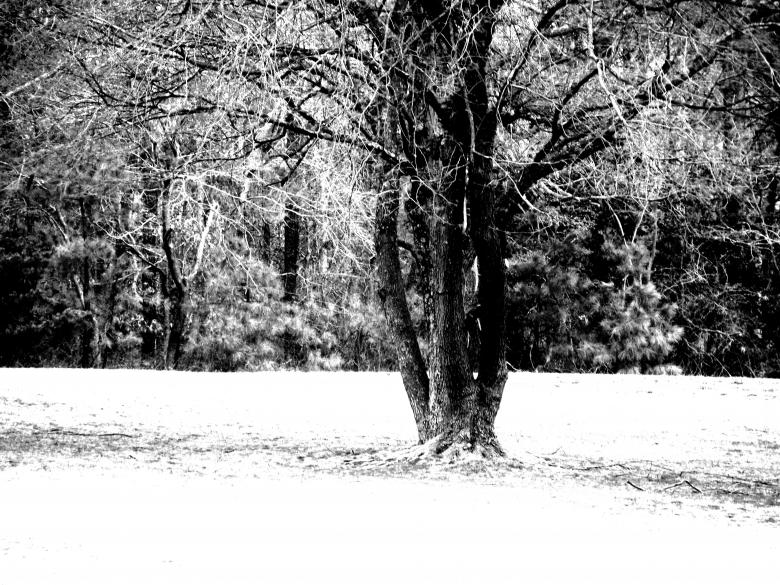 Free stock image of Black and white tree created by danny